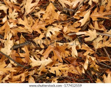 Litter of leaves / Litter of leaves / litter of leaves