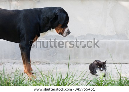 Large dog that looks at the cat