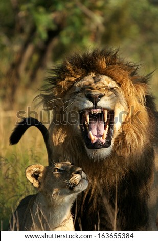 A Male Lion Performing What Is Called The Flehmen Grimace, Processing The Smell Of A Female Cub That Approached. / Lion Smile /