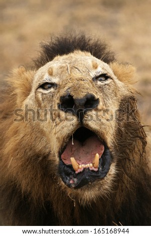 Ugly Male Lion