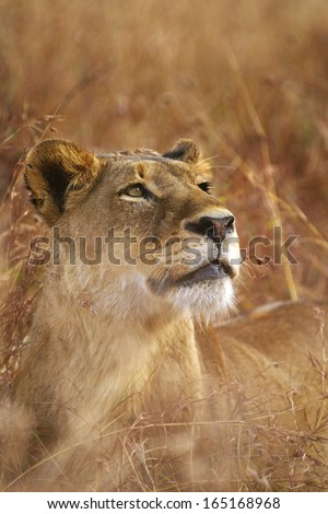 Female Lion Stare
