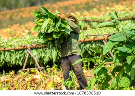 Tobacco farmer collect tobacco leaves. Man working on Cuba tobacco plantation in Vinales Valley