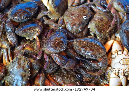 Crabs in fish market at Istanbul, Turkey