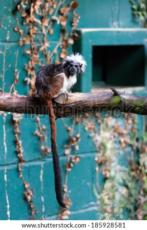 CONWY, WALES/UK - OCTOBER 8 : Cotton-top tamarin (Saguinus oedipus) in the Welsh Mountain Zoo in Conwy Wales on October 8, 2012