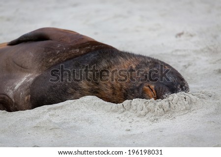 New Zealand Sea Lion (Phocarctos hookeri)