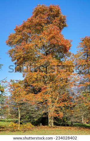 HANDCROSS, SUSSEX/UK - OCTOBER 27 : Beech trees in autumn at High Beeches in Handcross Sussex on October 27, 2014