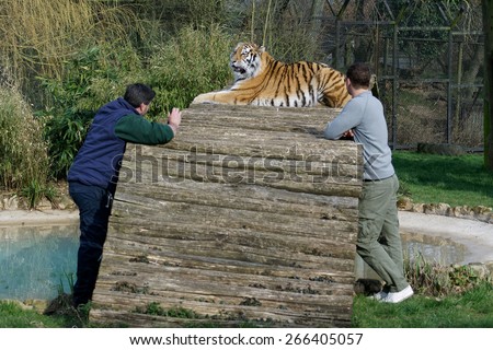 BECKESBOURNE, KENT/UK - MARCH 13 : Two men in Siberian Tiger (Panthera tigris altaica) enclosure in Howlett\'s Zoo Beckesbourne Kent UK on march 13, 2015