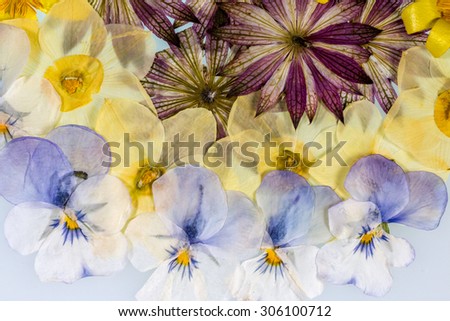 Pressed Flowers Abstract