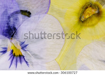 Pressed Flowers Abstract