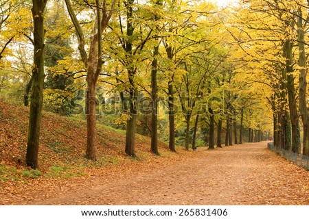 Colorful Tree Canopy and Country Road