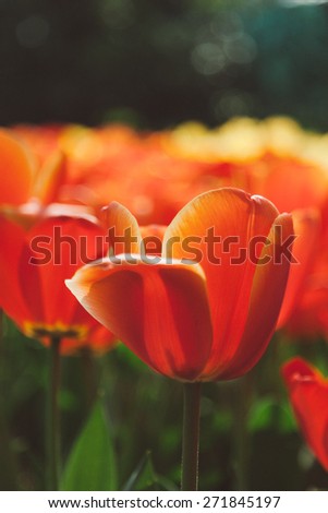 Tulips in a colorful field in Amsterdam, Netherlands