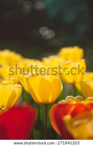 Tulips in a colorful field in Amsterdam, Netherlands