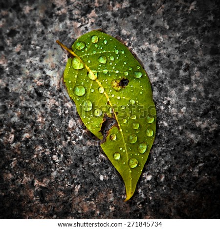 Wet leaf on the ground