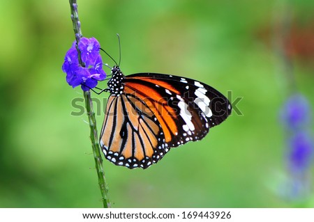 Butterfly  Butterfly is a mainly day-flying insect of the order Lepidoptera, which includes the butterflies and moths