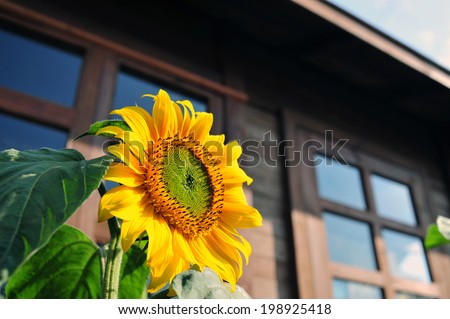 Sunflower The sunflower is an annual plant grown as a crop for its edible oil and edible fruits