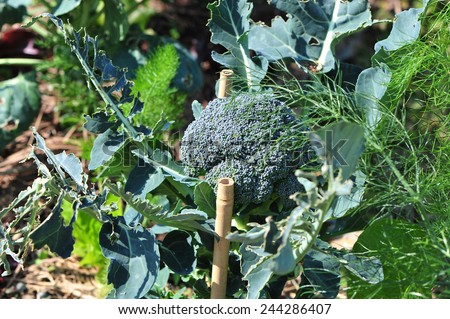 Broccoli Broccoli is an edible green plant in the cabbage family, whose large flowering head is used as a vegetable.