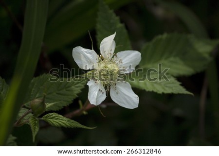 A white raspberry flower blooming in a spring field