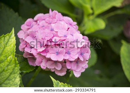 Pink hydrangea flower during rainy season in Japan