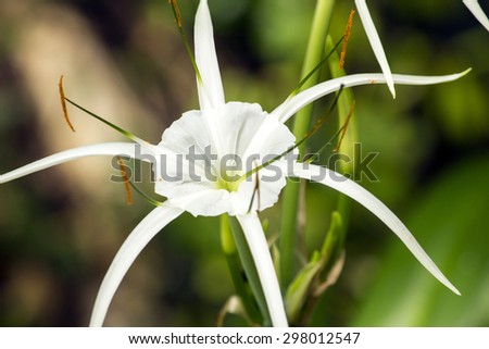 White lily like flower has long skinny petals, Spider lily