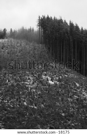 Clear cut Forest
