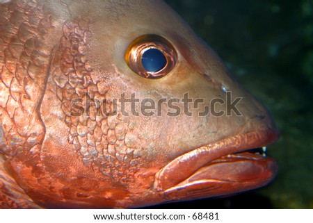 Closeup of fish face.