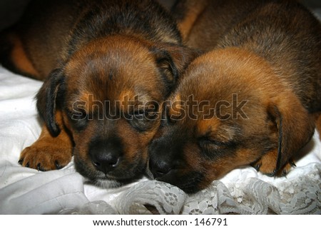 pictures of puppies sleeping. stock photo : Photo of two puppies sleeping together.