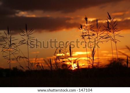 Photo of a sunset with grass in the foreground.