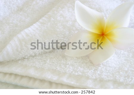 Photo of a plumeria flower laying on a towel.