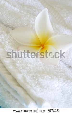 Photo of a plumeria flower laying ona towel.