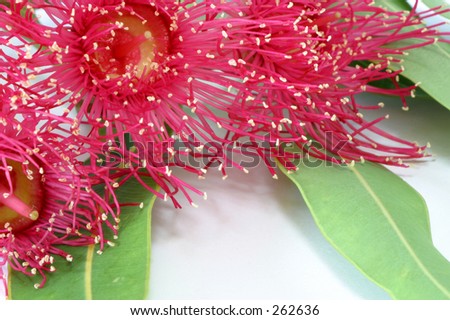 Photo of an Australian gum nut blossom and gum leaves.