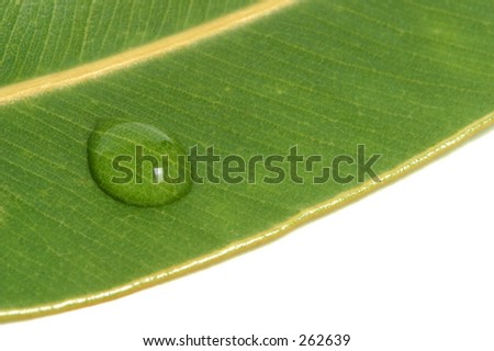 Photo of a water droplet on a gum leaf.