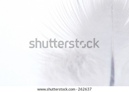 Photo of a soft white feather on a white background.