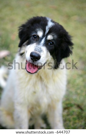 Photo of a cute dog -focus on nose and mouth