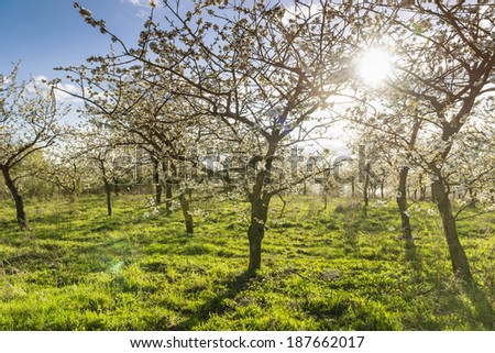Cherry orchard spring