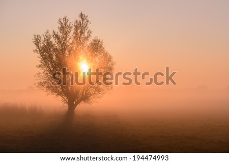 Morning sun shinning throw the tree. Early morning on meadow.