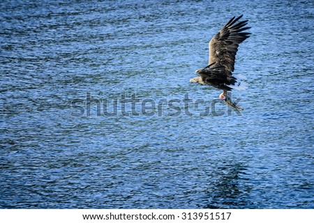 Flying eagle, holding caught cod.