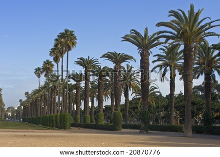 stock photo : Palm alley in city park, Casablanca, Morocco