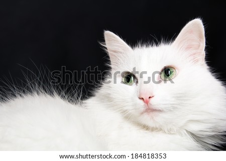 White cat on dark background