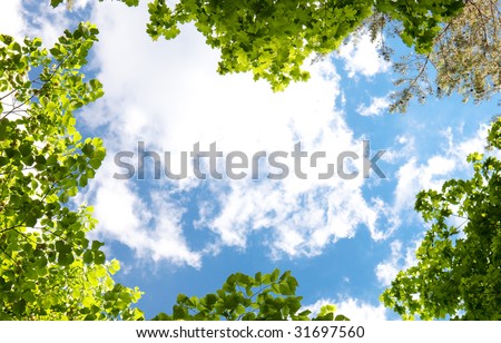 Spring trees and blue sky background.