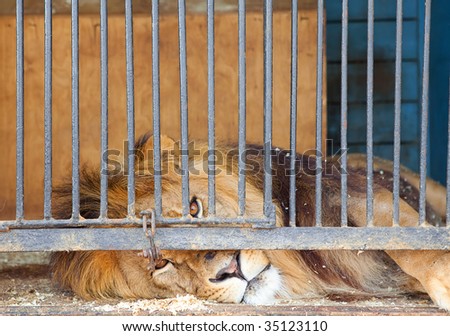King lion has a tedious time, king lion is behind bars...