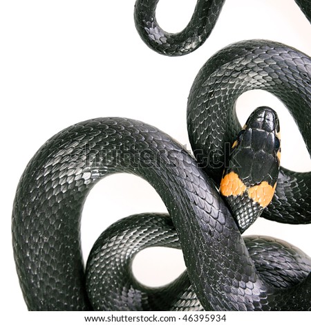 Snake isolated on white background.