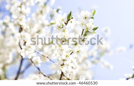 background of spring flowers