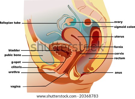 Long+Labium+Minus Long Labium Minus http://colkate.com/k3/giant-labium.html