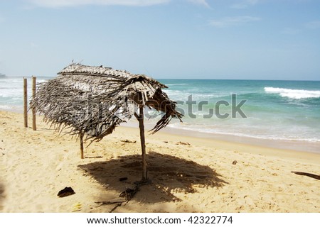 palm shelter