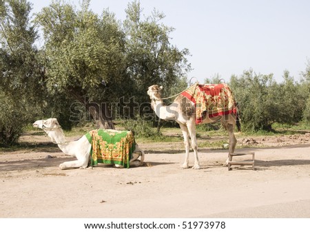 Two camels in Morocco