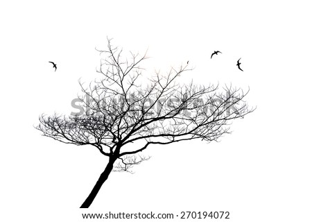 silhouette of lonely tree and bird isolated on white background