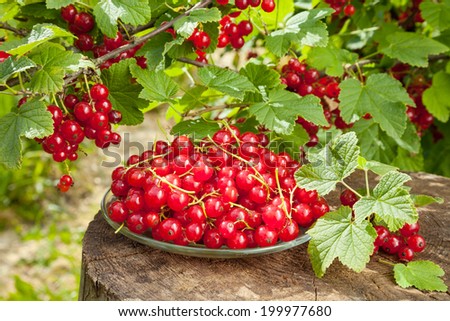 red currants on plate and bunch with berries in garden
