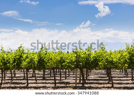 Vineyard and cloud formation