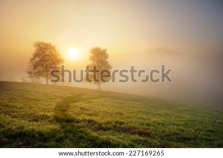 Two trees with the sun in the morning fog and mist during the autumn