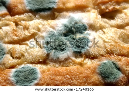 Close up of mold growing on Bread Roll